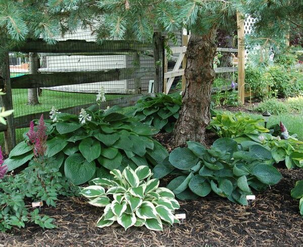 will hostas grow under pine trees