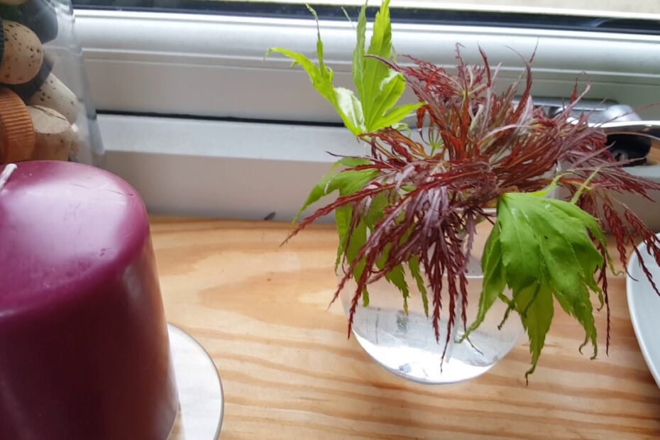 will maple tree cuttings root in water