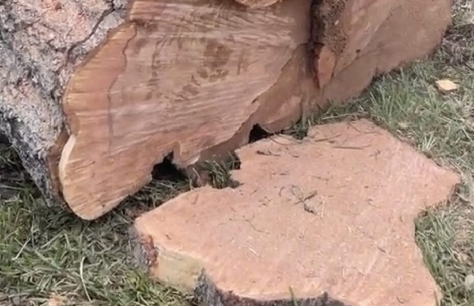 will painting a tree stump stop it from growing