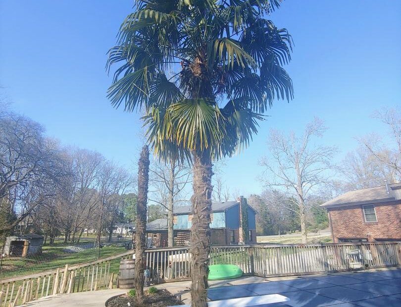 Will Palm Trees Grow in Tennessee