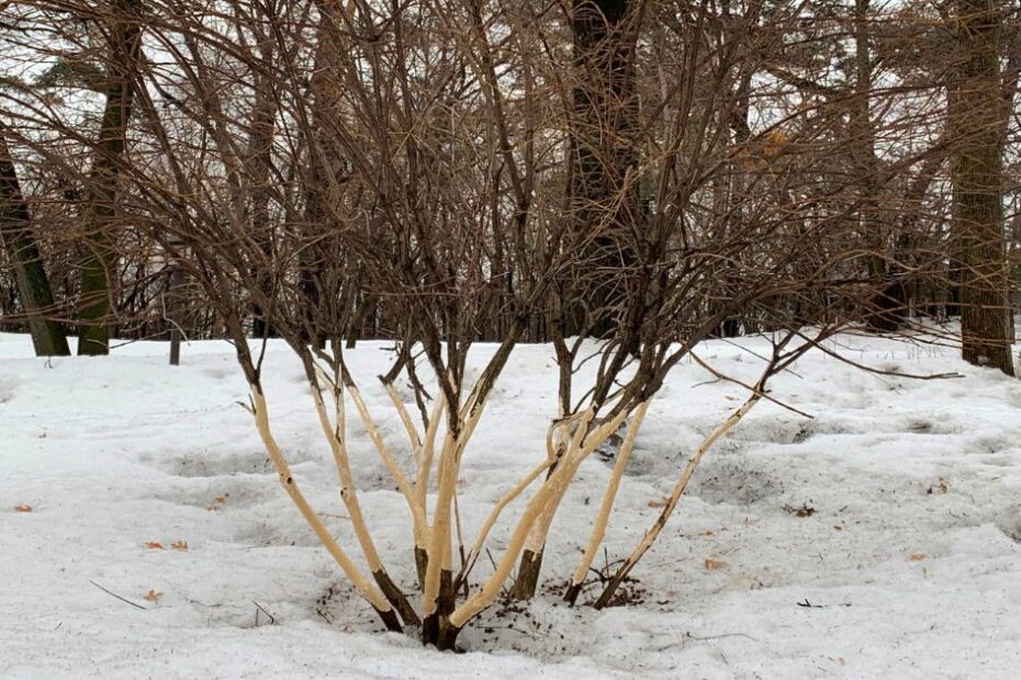 Will Plants Grow Back After Rabbit Damage