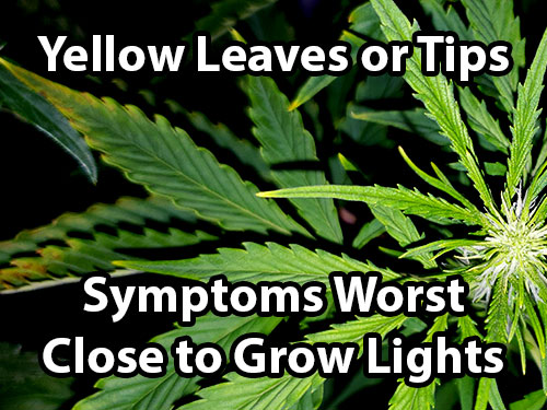 will plants recover from light burn