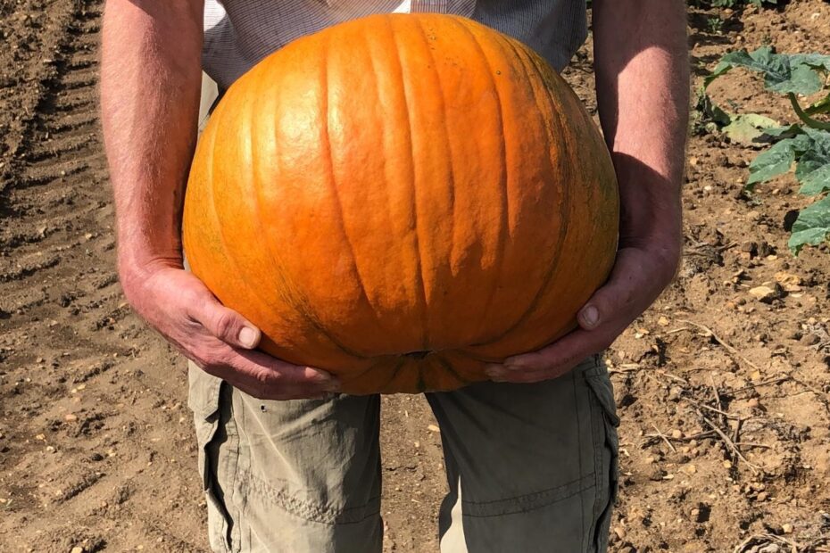 Will Pumpkins Grow in Clay Soil