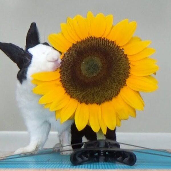 will rabbits eat sunflowers