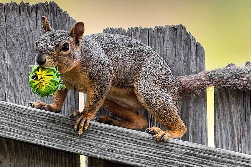 will squirrels eat sunflower seeds