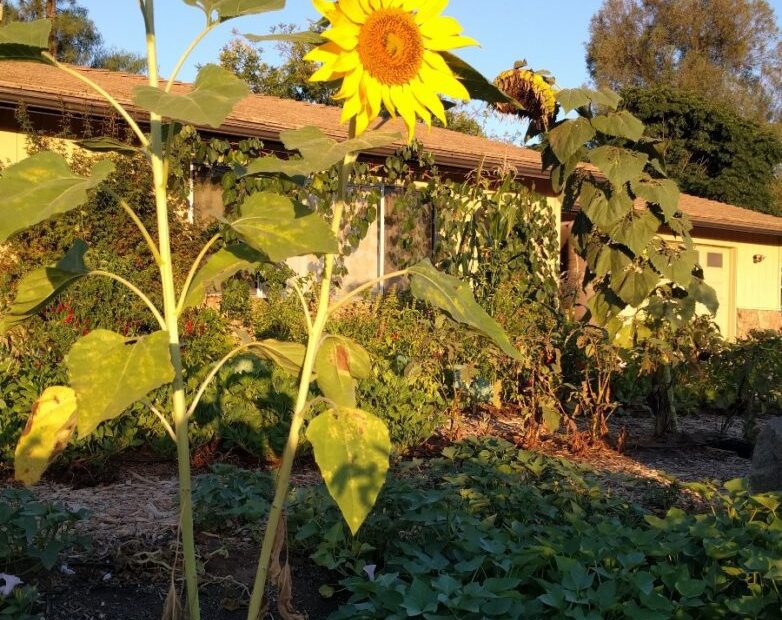 will sunflowers grow in shade