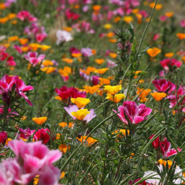 will wildflower seeds grow in mulch