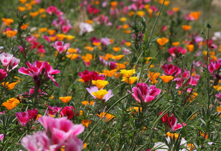 will wildflower seeds grow in mulch