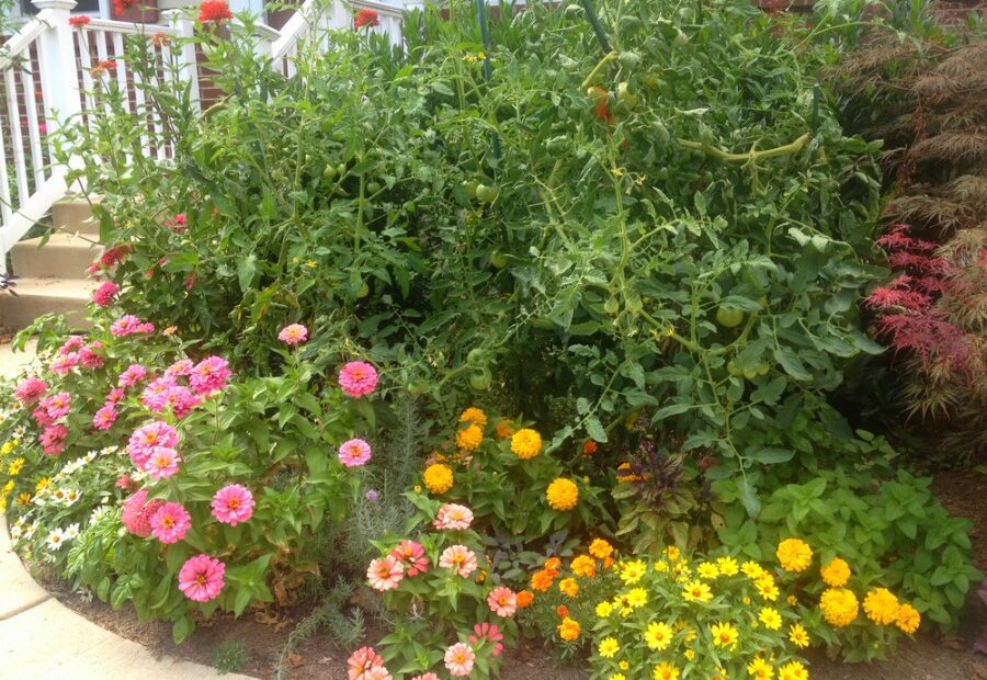 will zinnia seeds grow through mulch