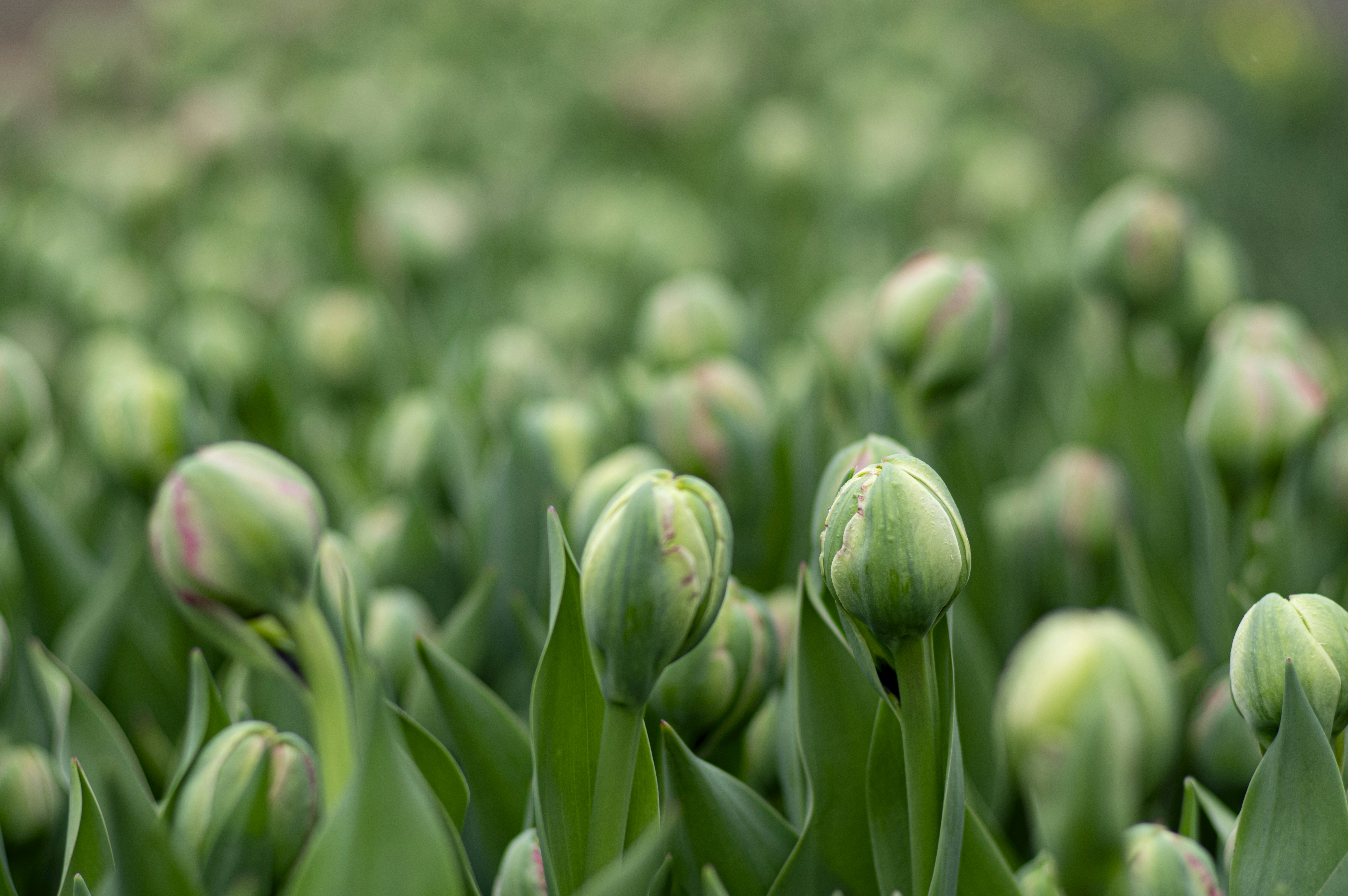 3. Choosing Suitable Varieties: Cold-Hardy Lemon Trees for Michigan's Challenging Environment