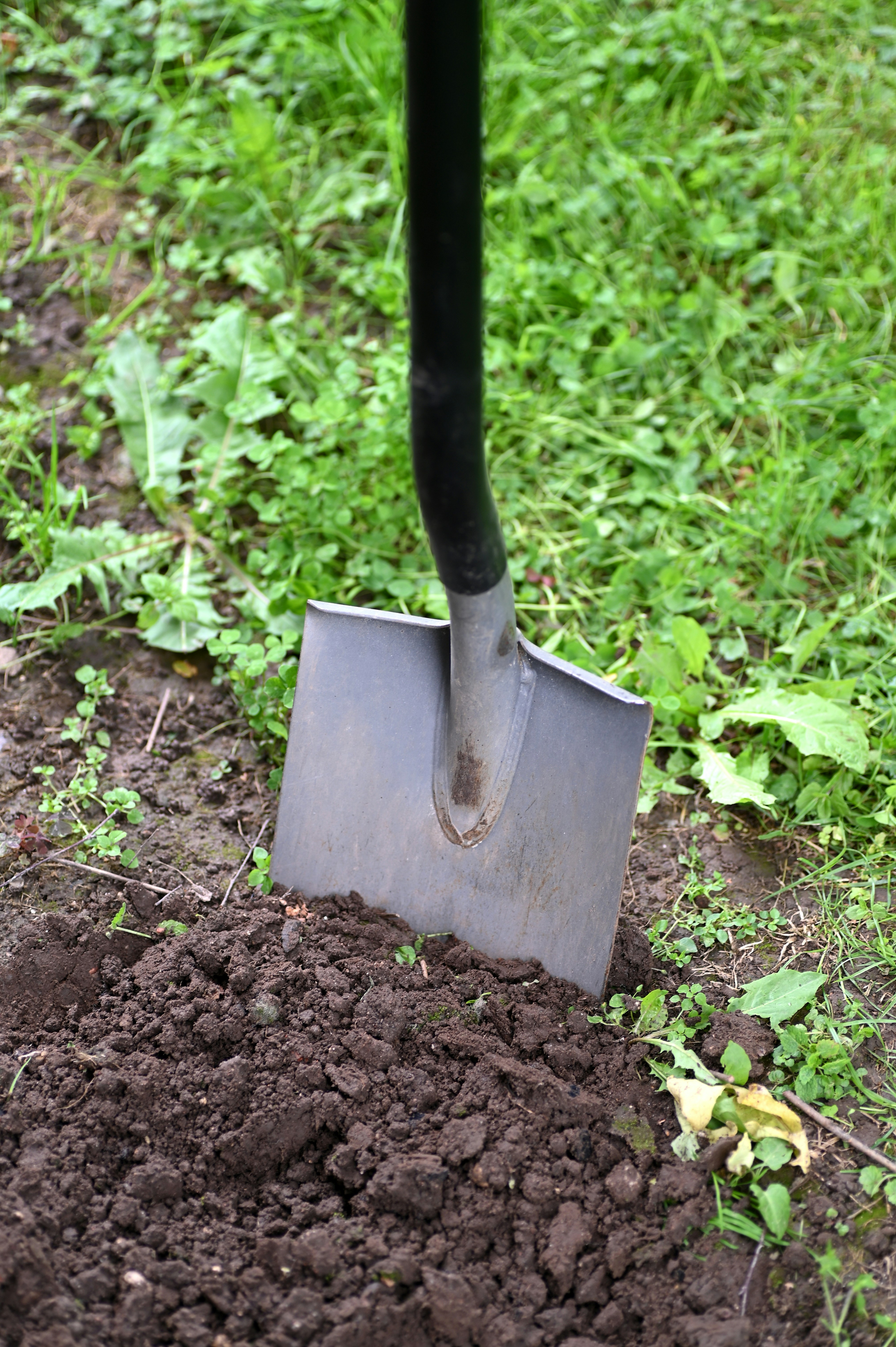 Preparing the Soil: Creating the Ideal Environment for Planting Garlic in Colorado