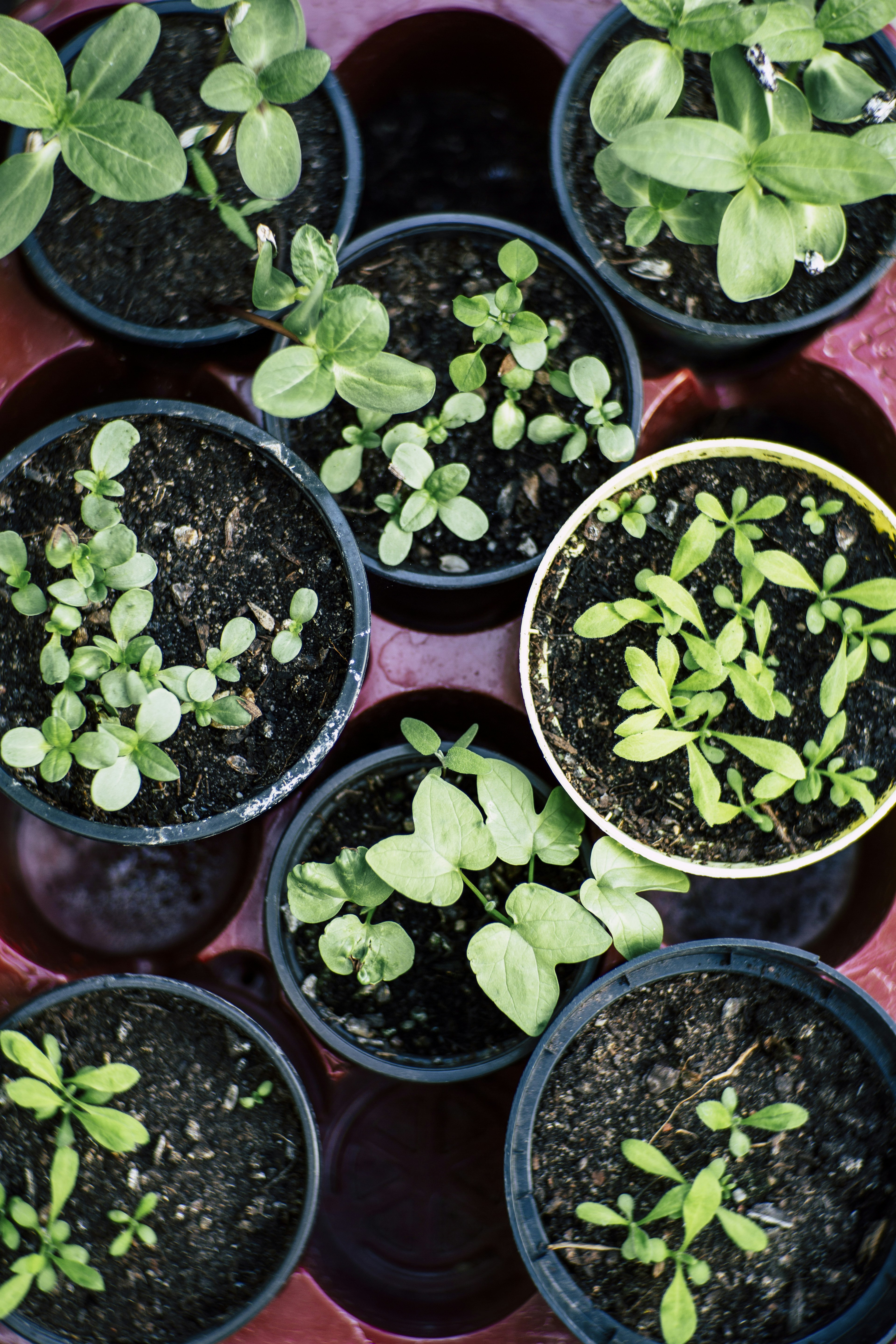 Exploring the Tiny Marvels: Unveiling the Intricate World of Tomato Seeds