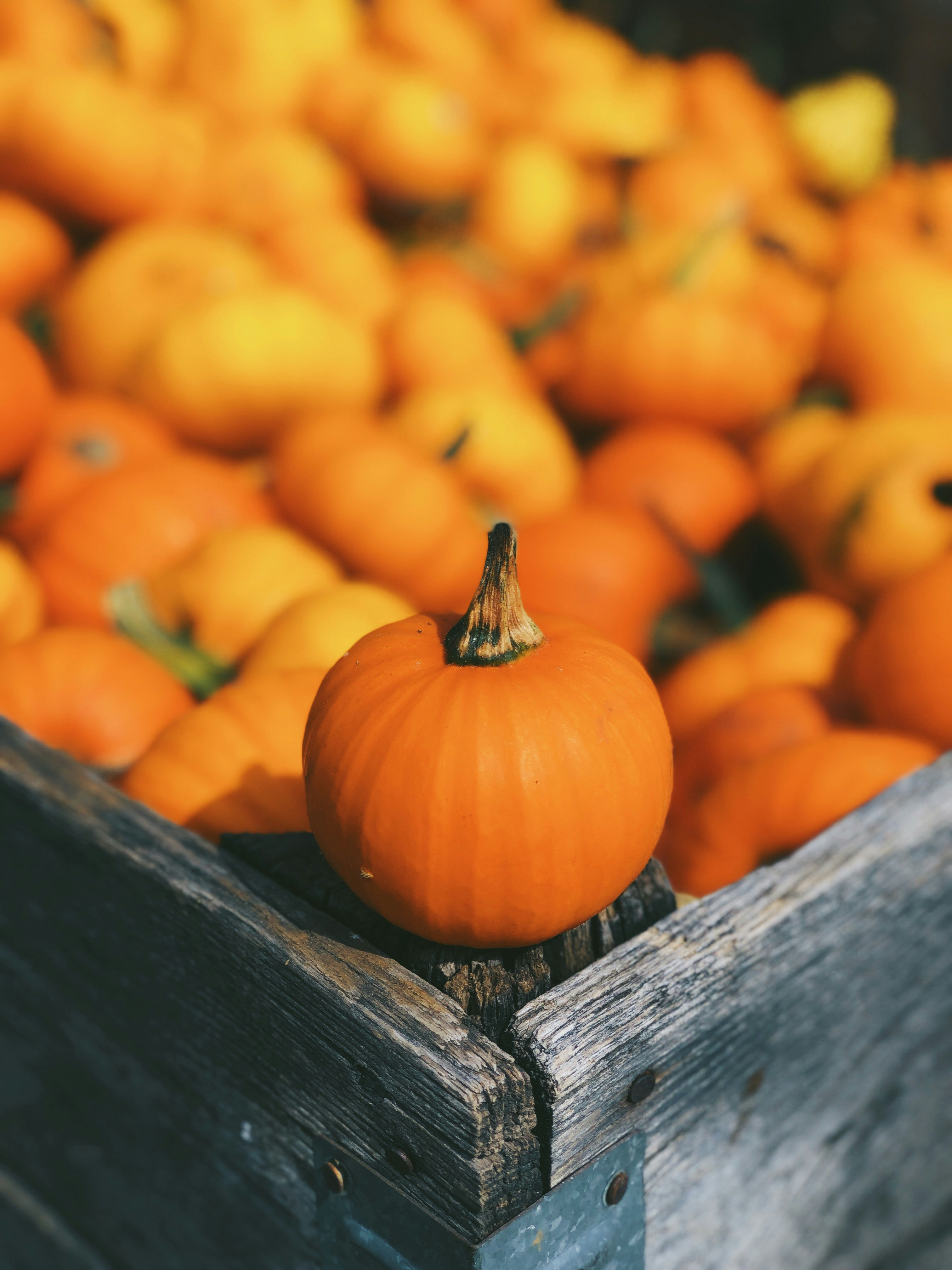 Exploring the Feasibility of Growing Pumpkins in Clay Soil