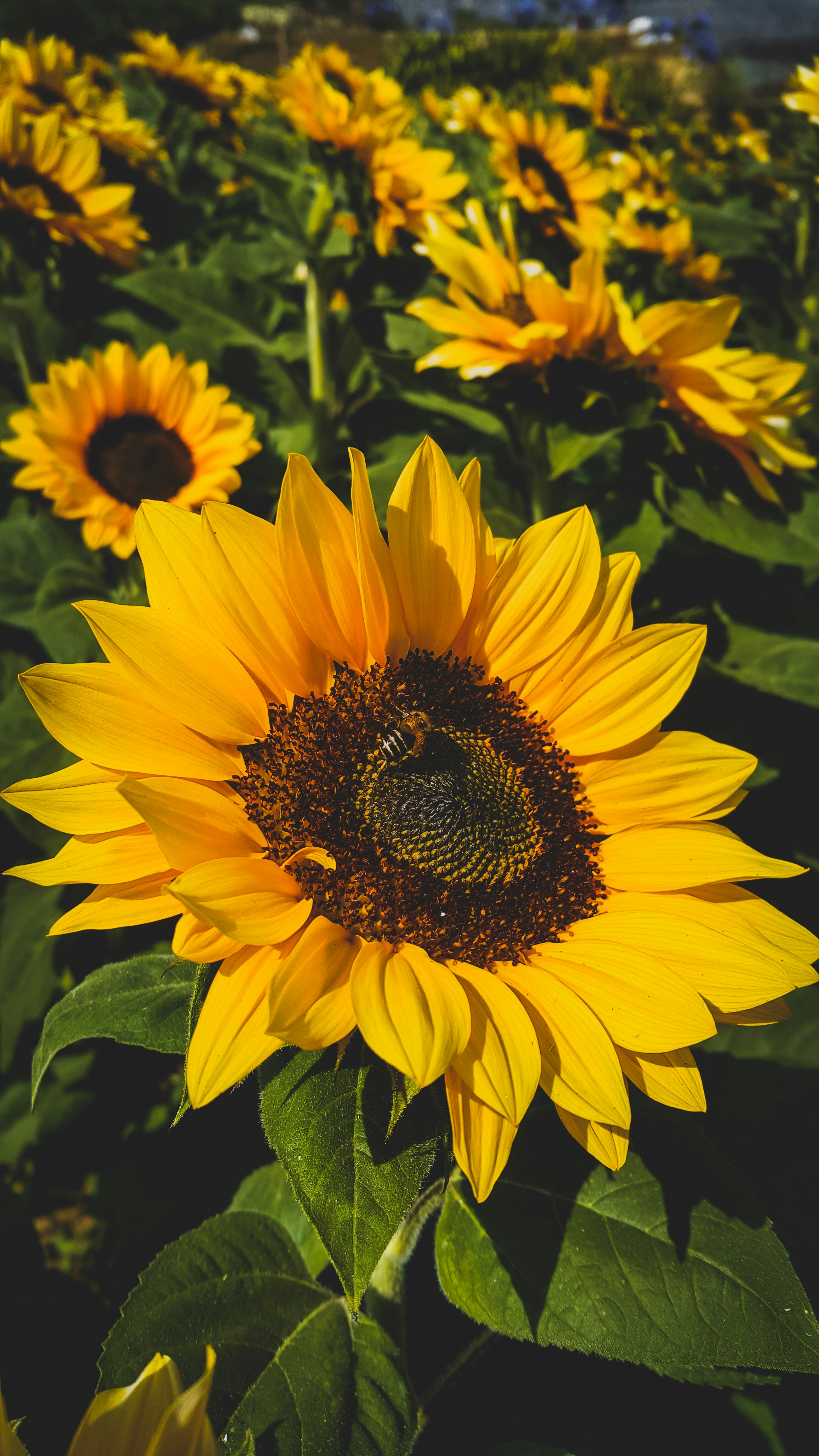 Can Sunflowers Thrive in Shade?