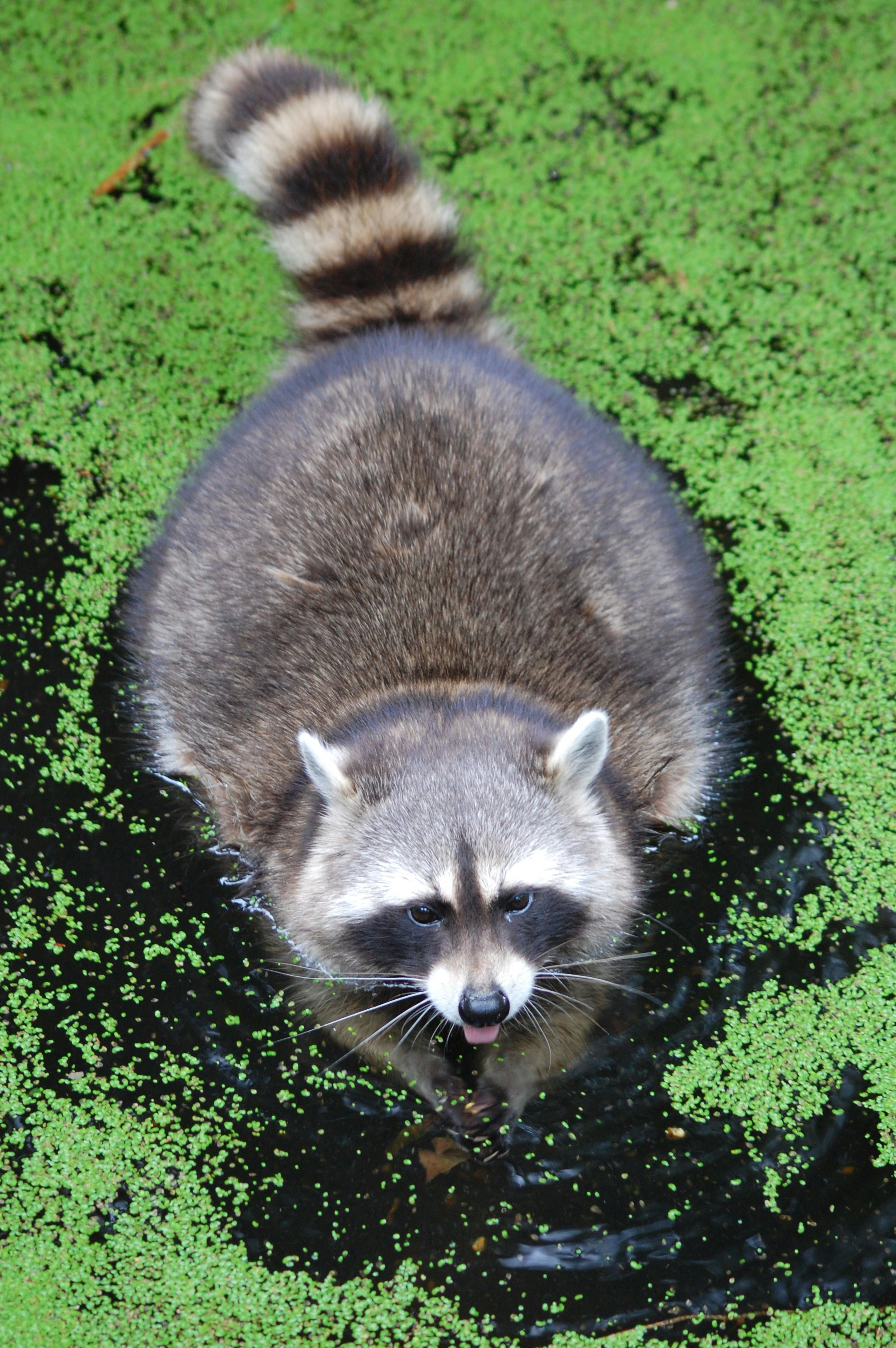 Raccoons' Fondness for Tomato Plants: Understanding the Feast