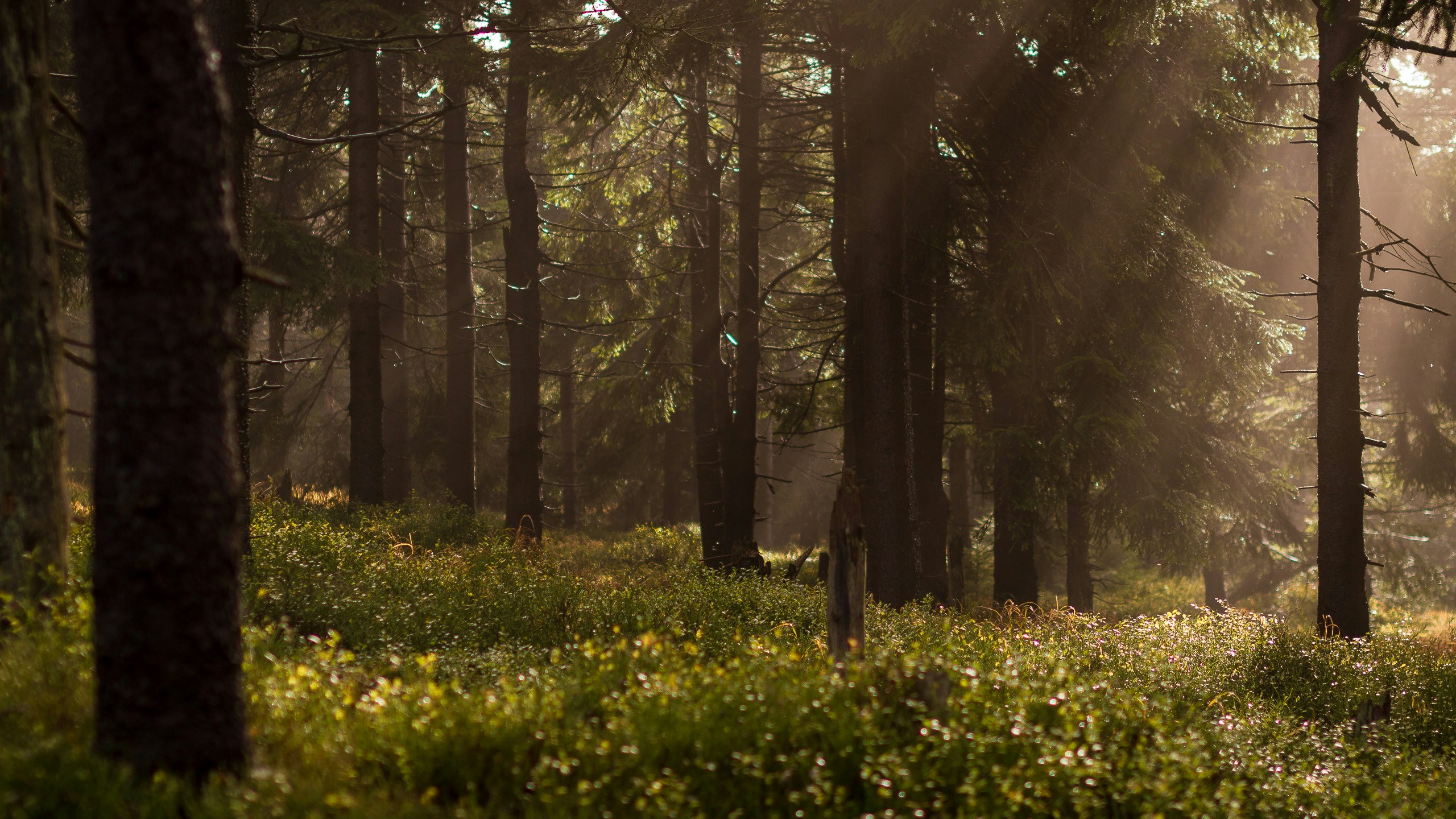 Cherry Tree Predation: Examining Deer Consumption Patterns