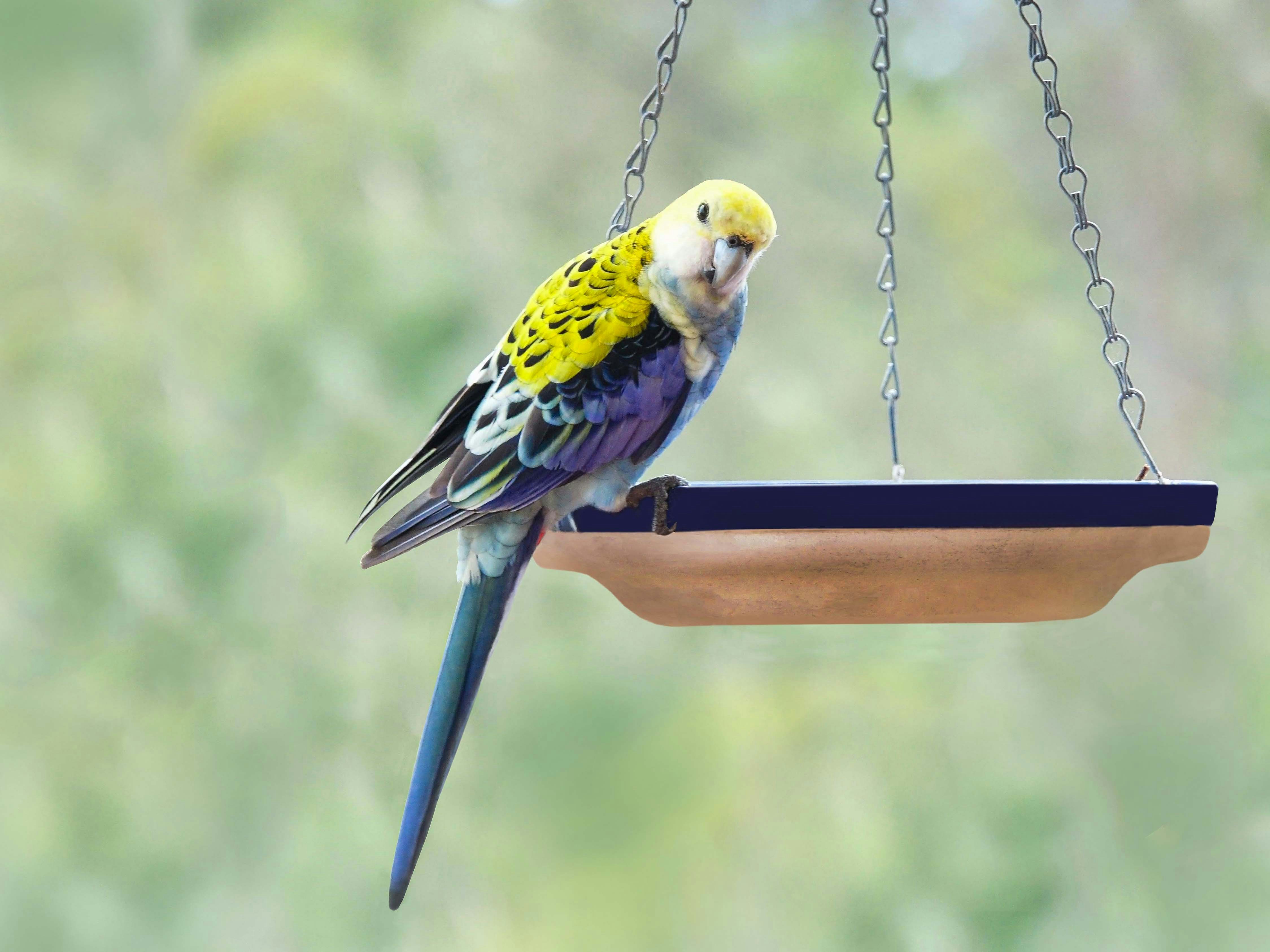 Bird Seed: A Potential Treat for Rabbits?