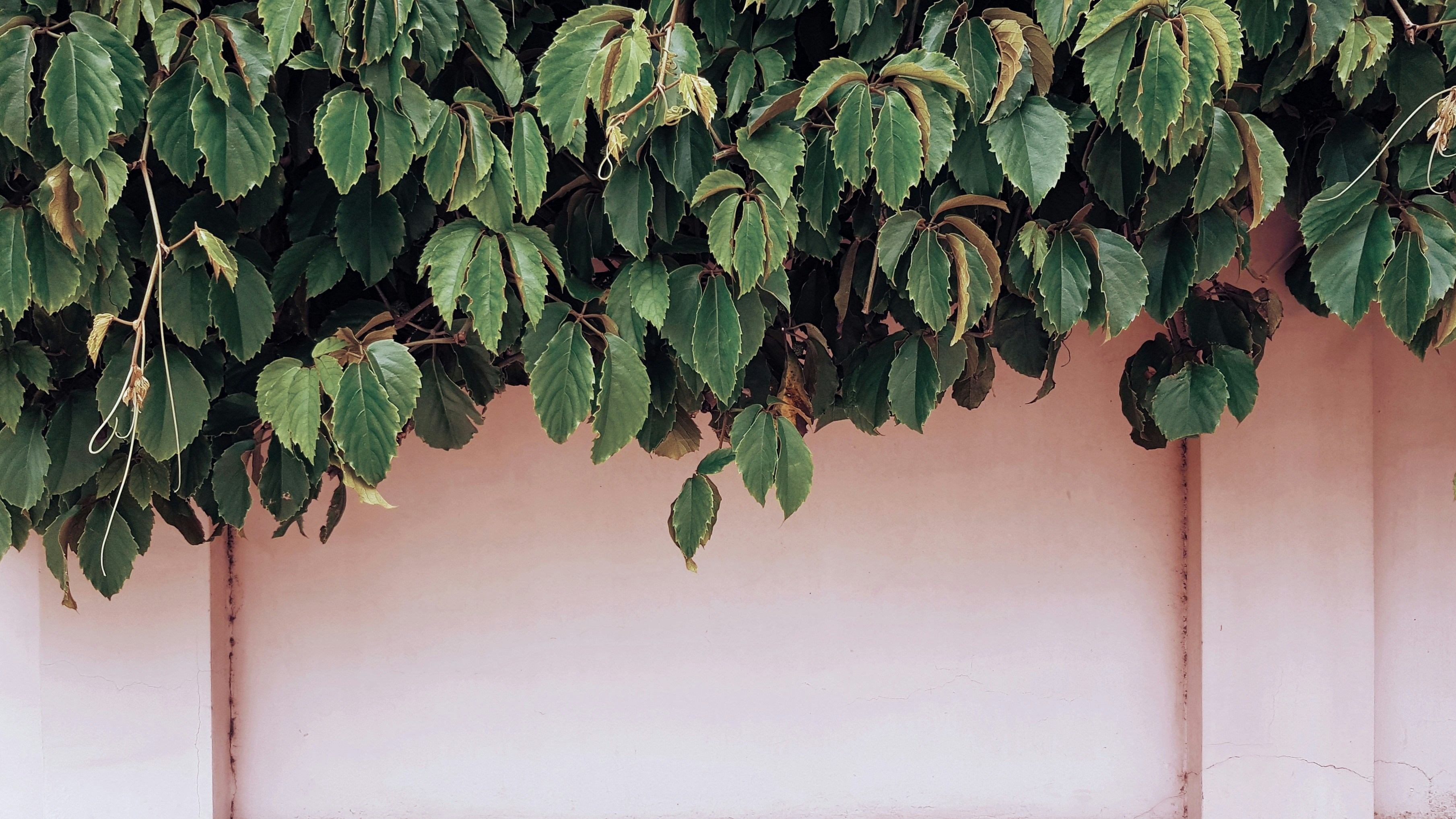 A Closer Look at the Foliage of Mango Trees