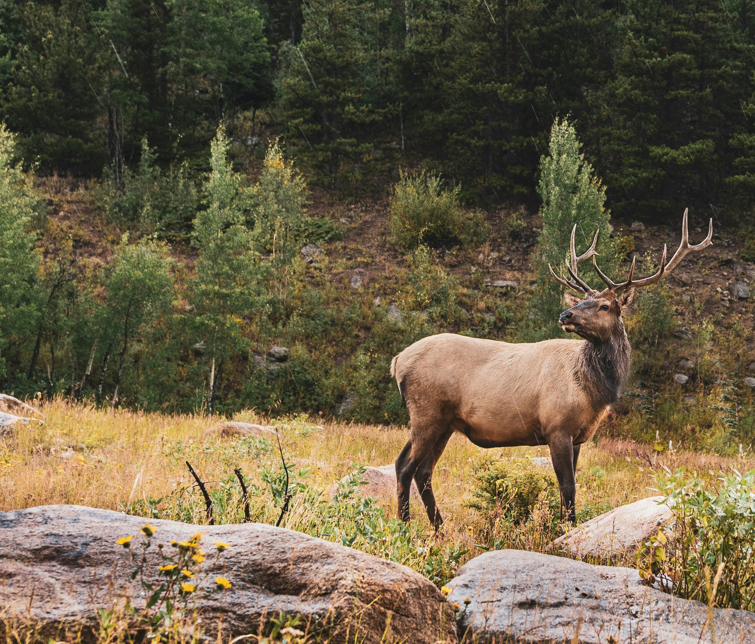 An Insight into Deer Feeding Habits: Do Deer Find Pokeweed Irresistible?