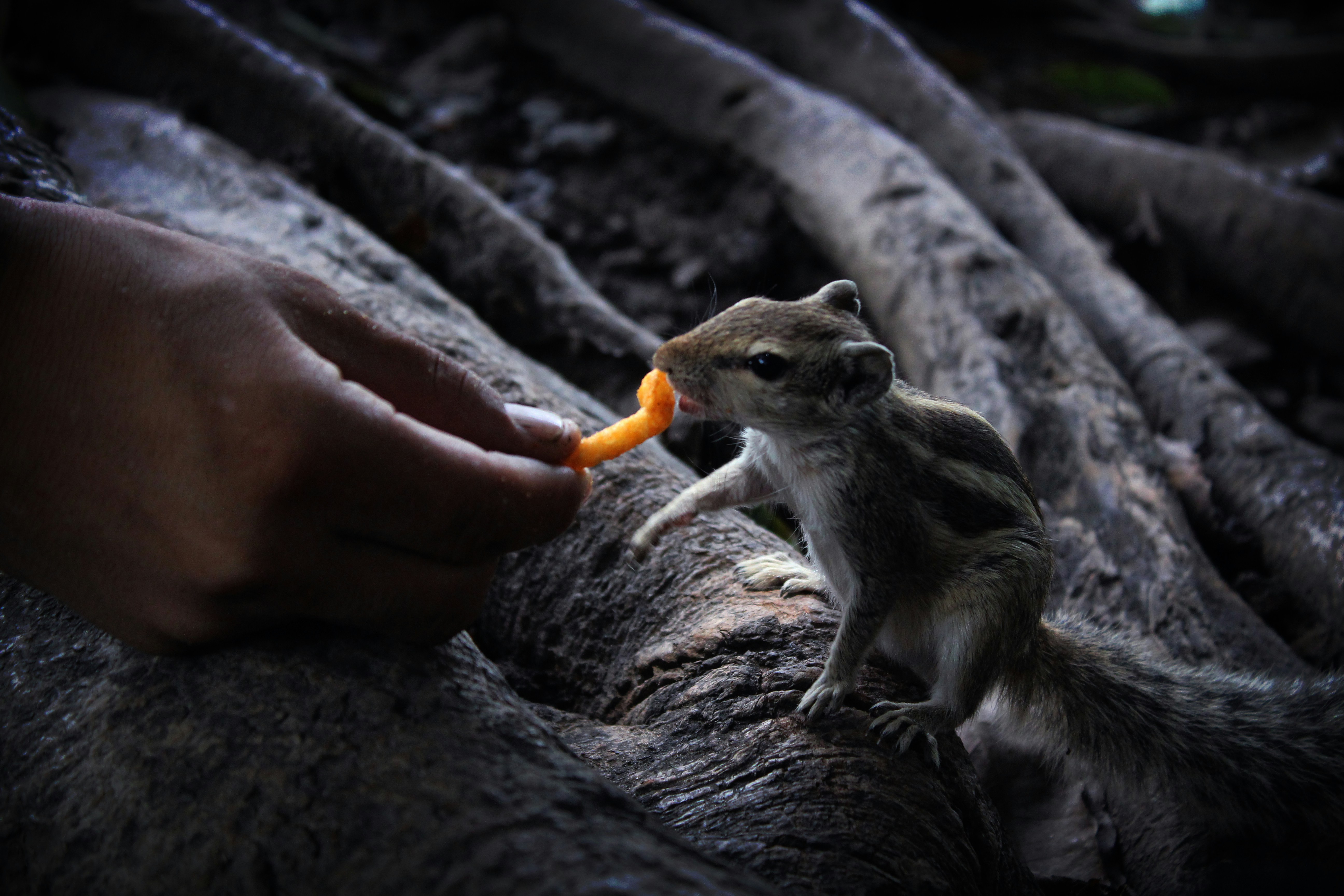 Exploring the Impact of Raccoon Feeding on Tomato Plants