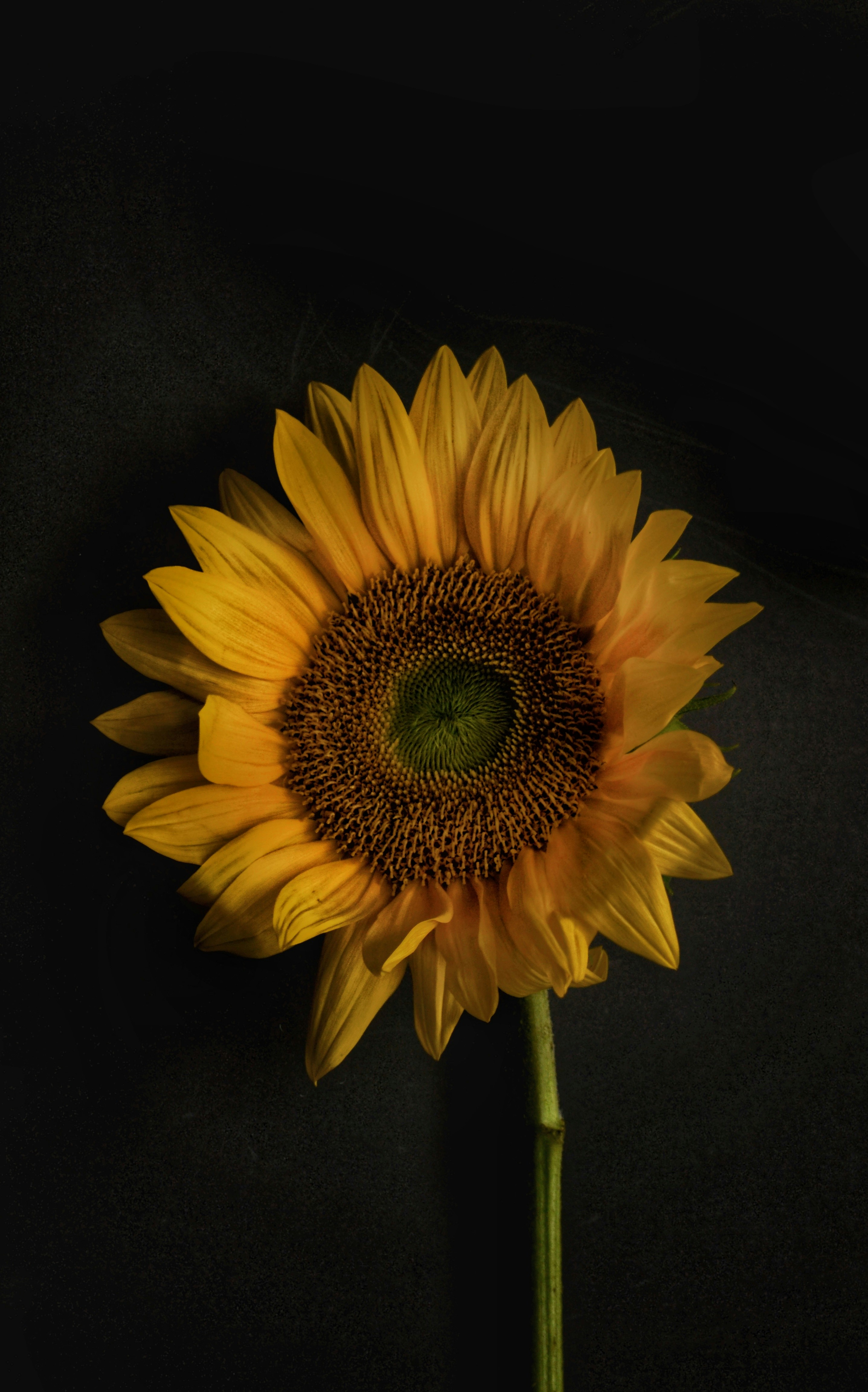 Exploring the Sunflower's Tolerance to Shaded Environments