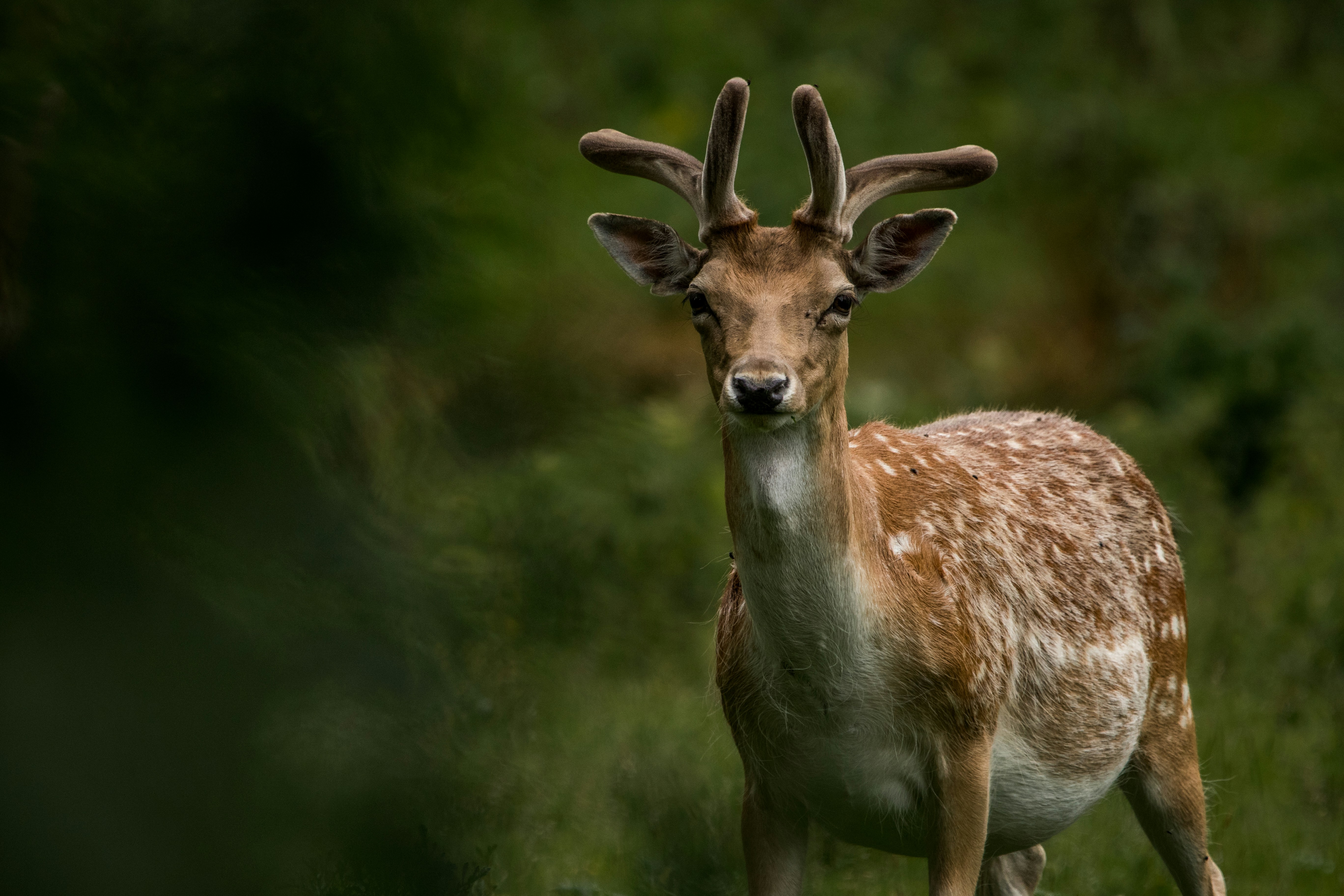 Deer and Fig Trees: An In-Depth Look at the Relationship