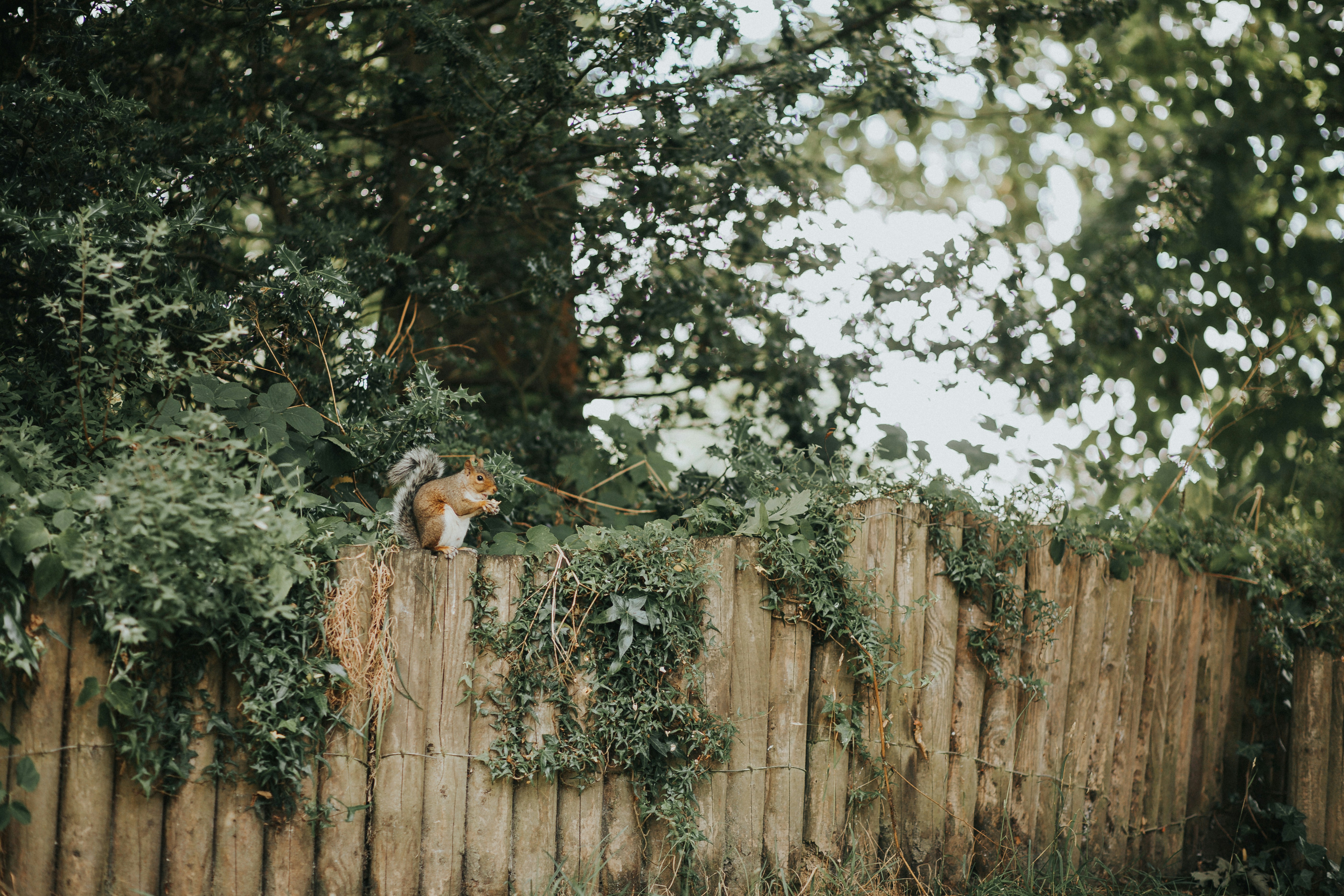 Squirrel Diet: Unveiling Their Affinity for Herbs