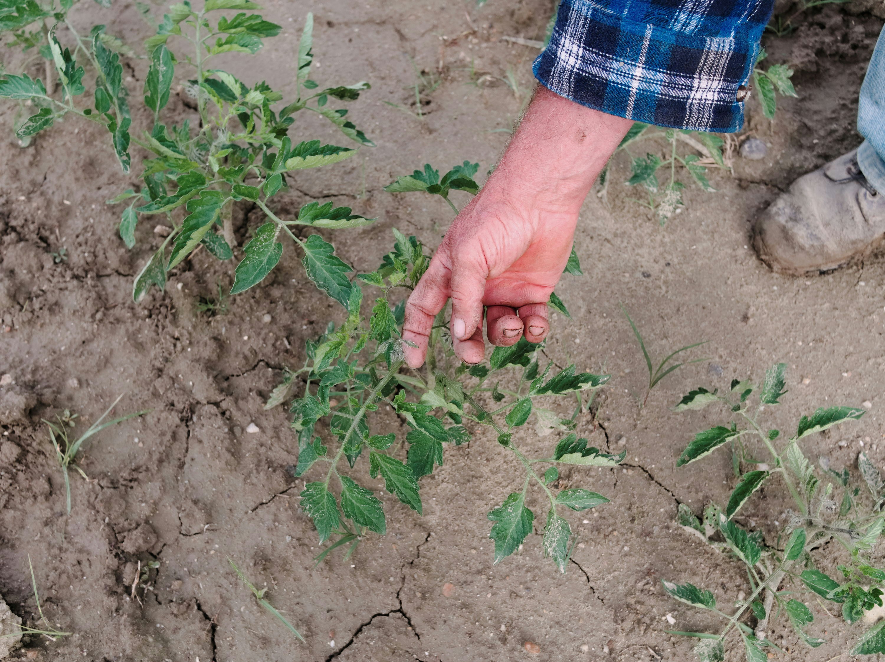 Creating Optimal Conditions: Soil and Sunlight Requirements for Tomatillo Gardens