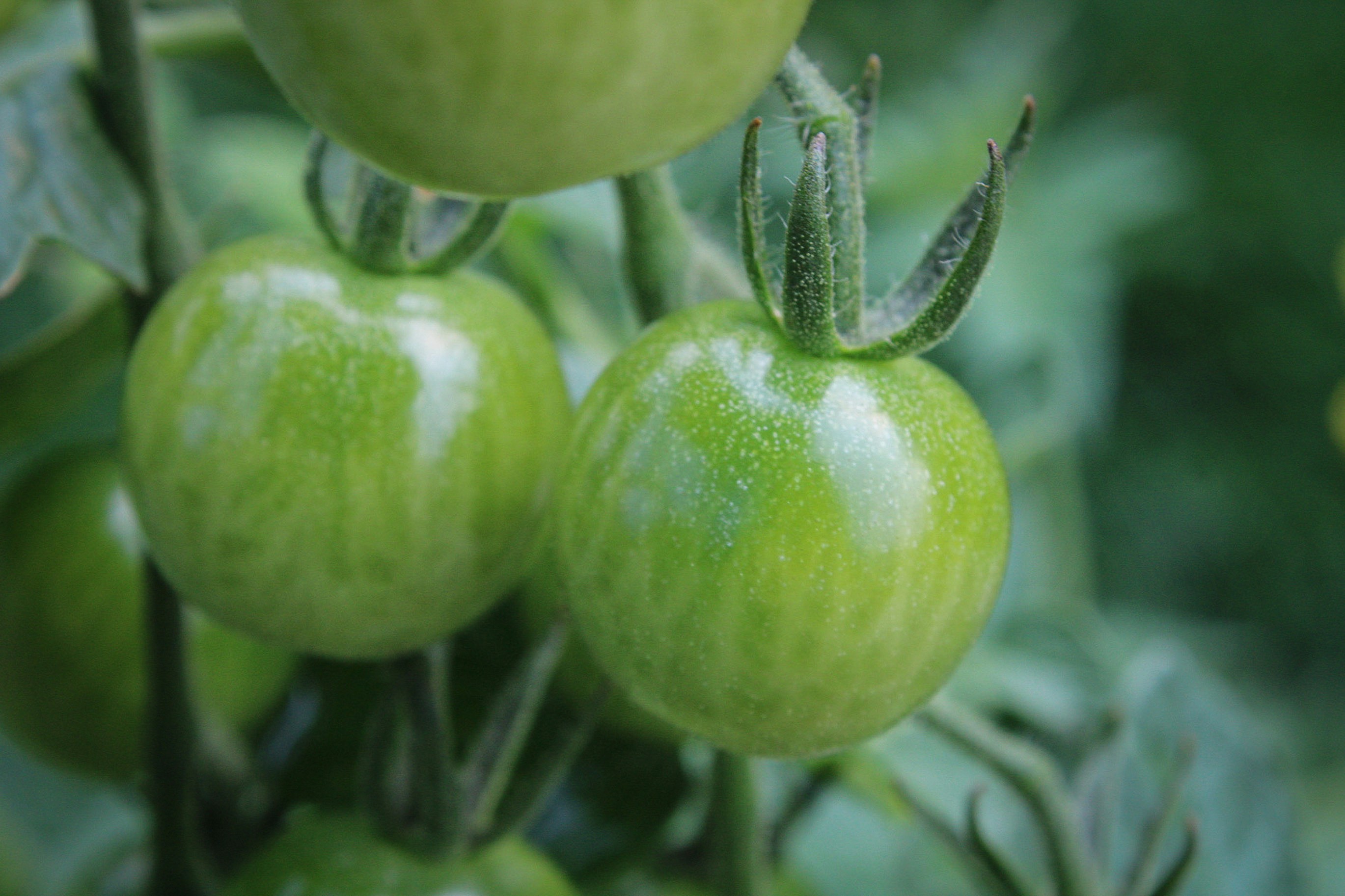 Factors to Consider for Successful Tomato Planting in Wisconsin