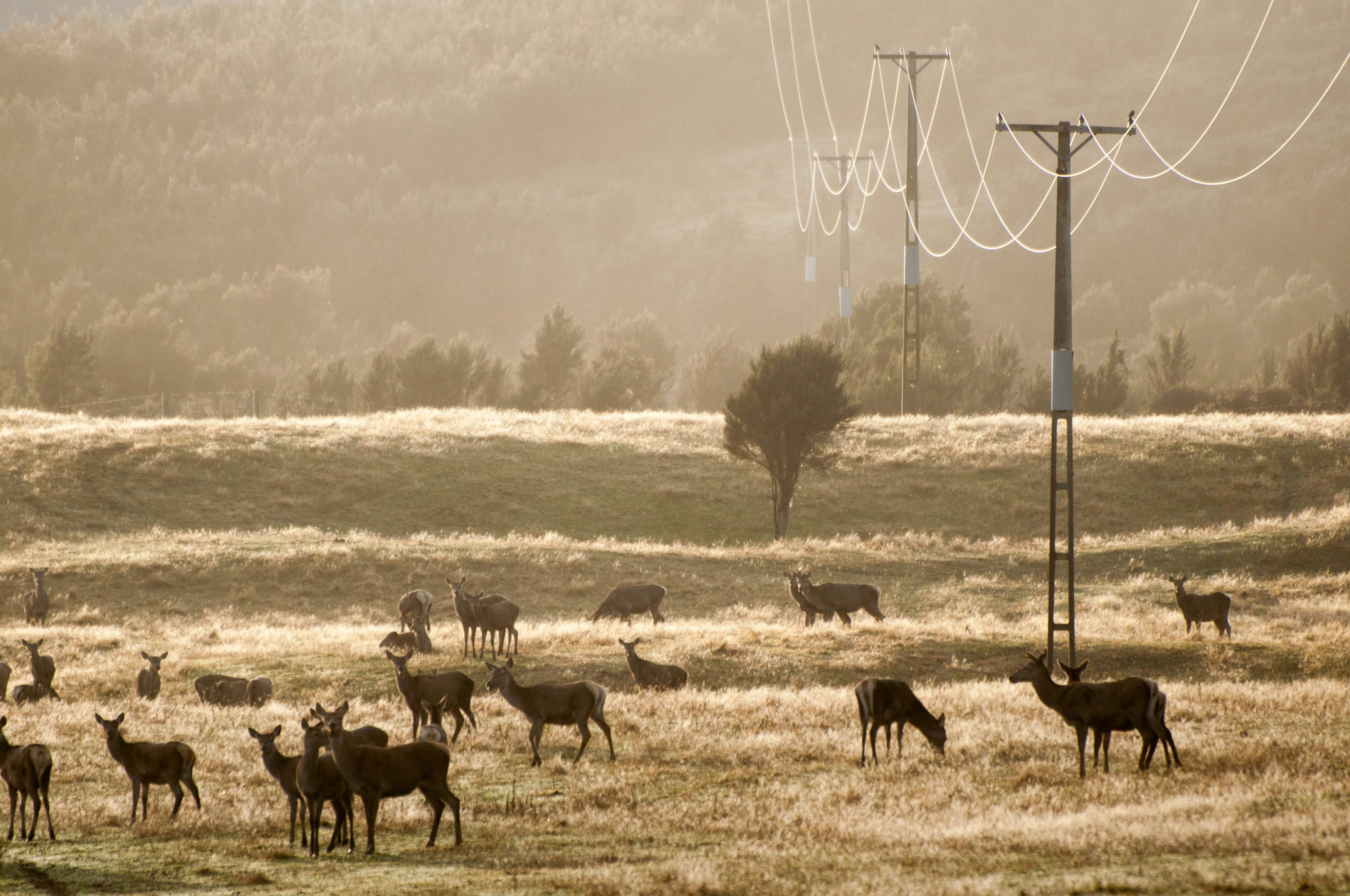 Understanding Deer Feeding Habits and Fig Tree Vulnerability