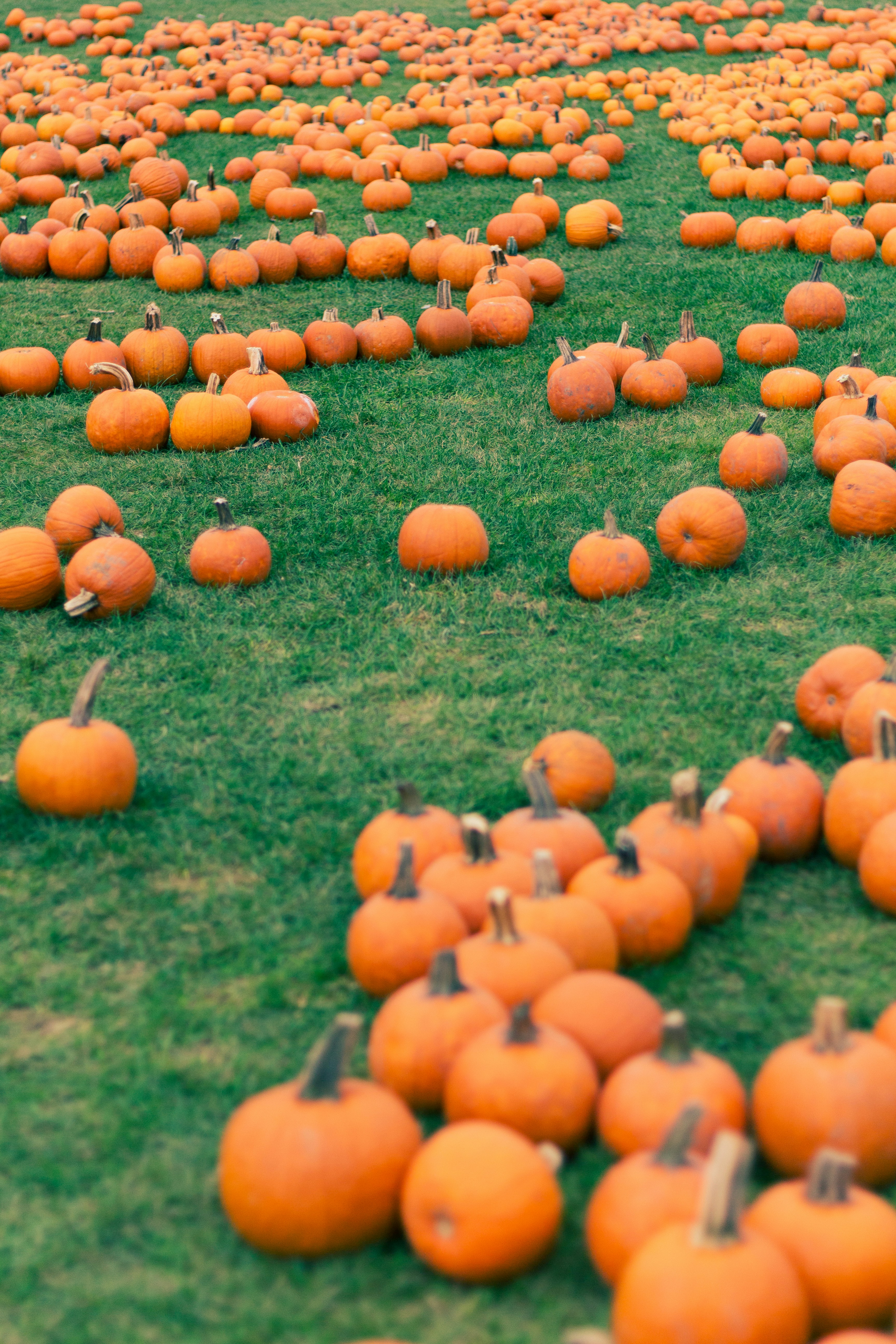 The Best Time to Plant Pumpkins in North Carolina: A Gardener's Guide