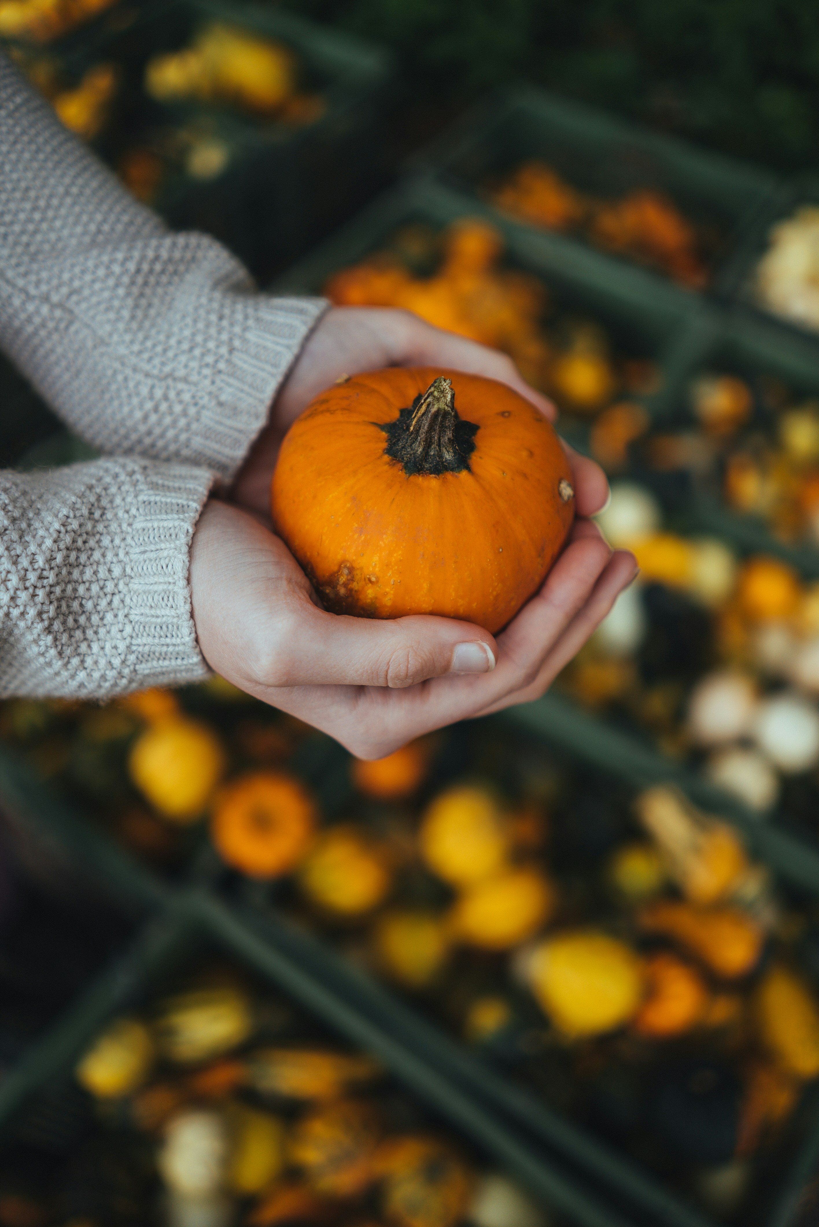 Can Pumpkins Flourish in Clay Soil?