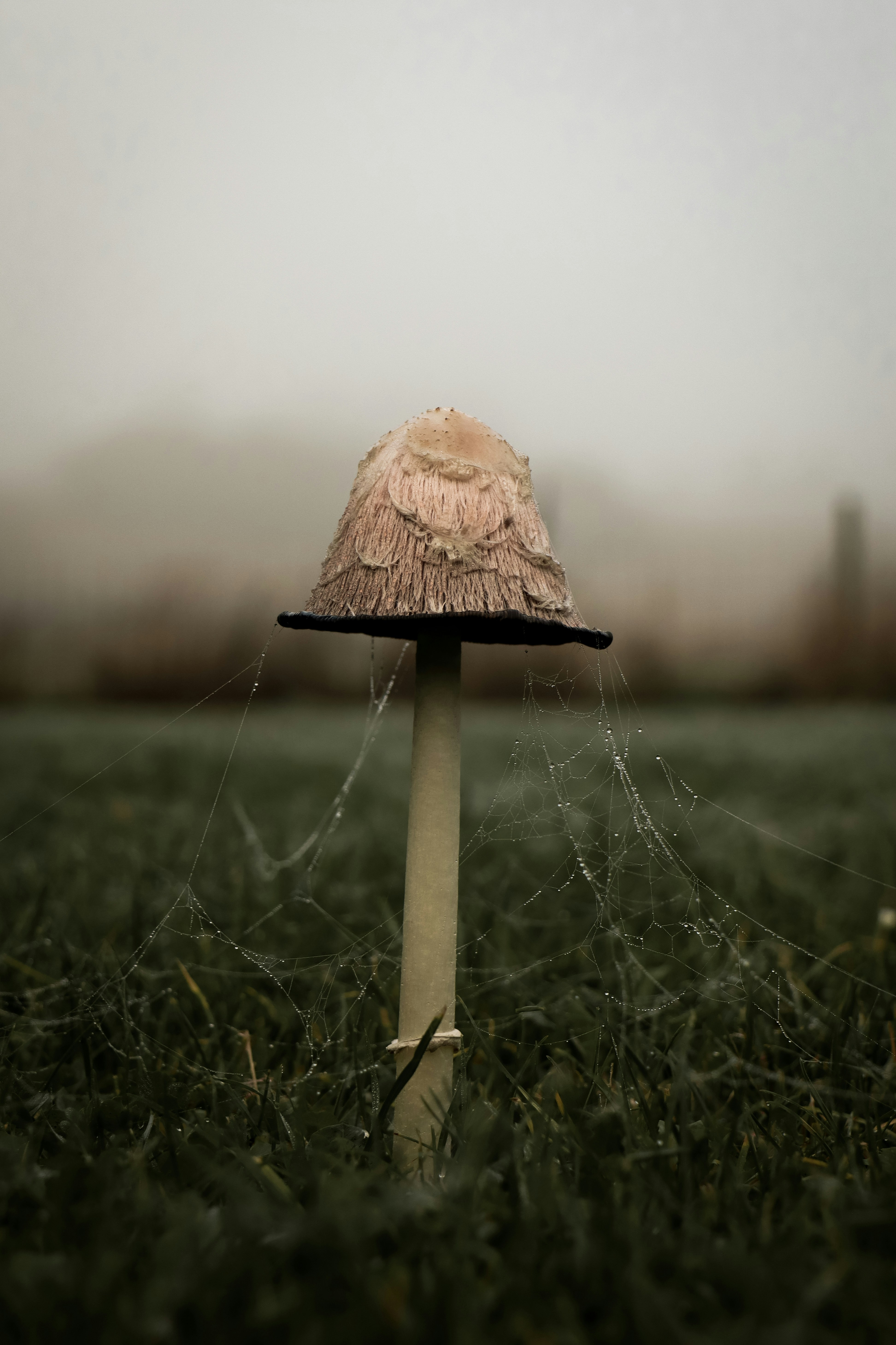 Mushroom Compost: Uncovering the Potential Benefits for Your Lawn