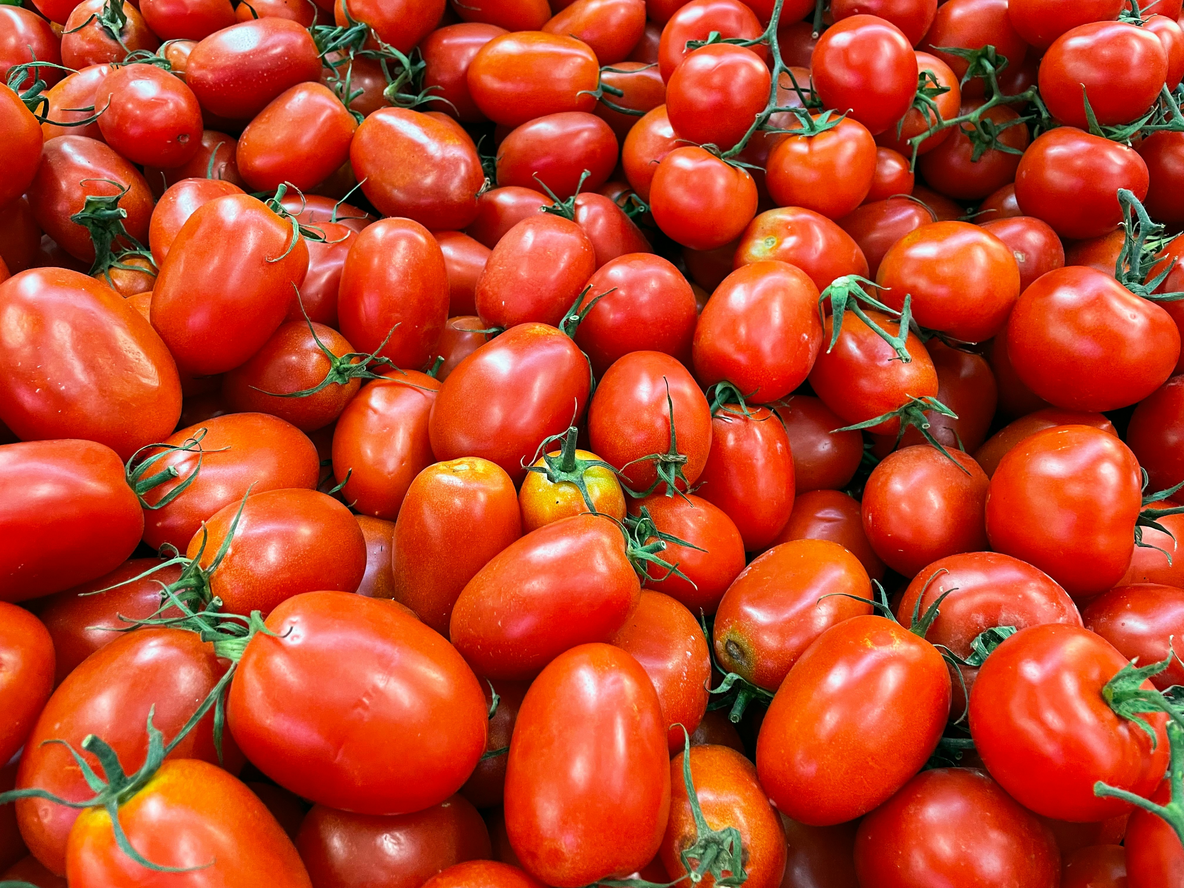 Choosing the Right Tomato Varieties for Fall Gardening