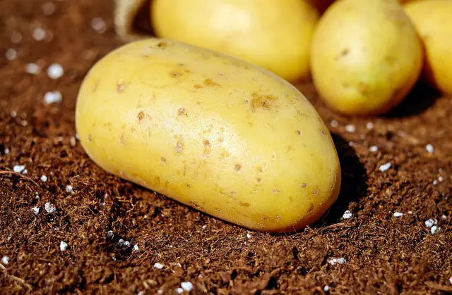 increasing potato harvest with fertilizers
