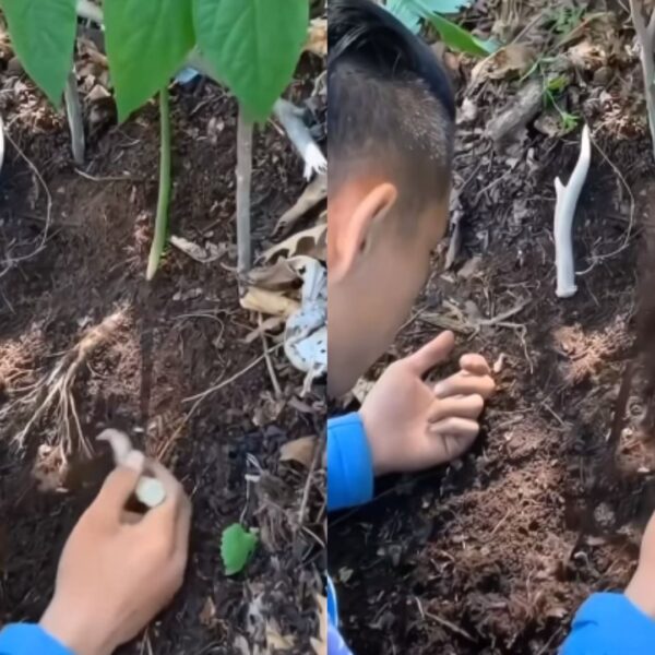Can Roots of a Plant Jump When Tickled