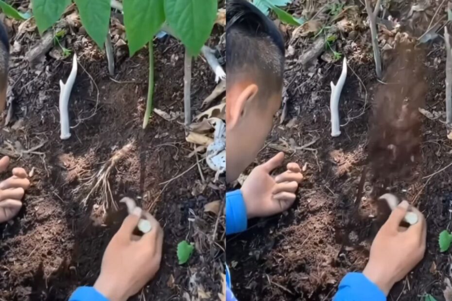 Can Roots of a Plant Jump When Tickled