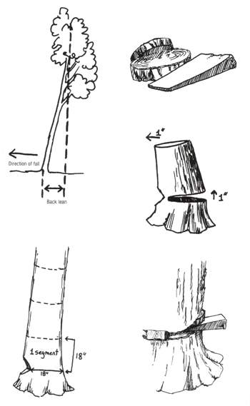 How to Cut a Tree Leaning on Another Tree