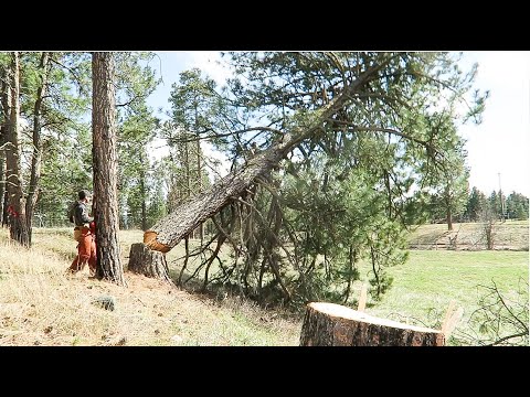 How to Cut Down a Pine Tree