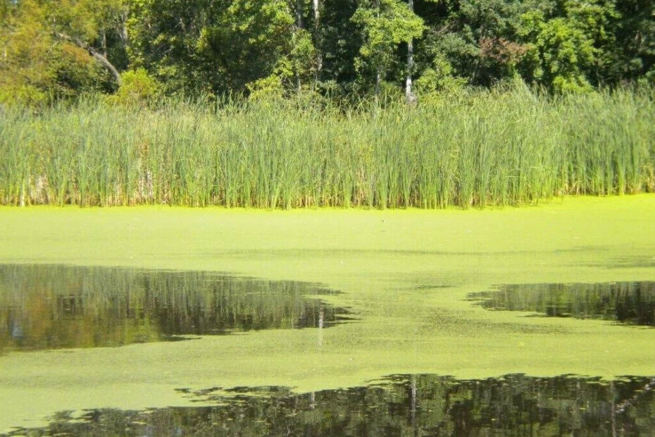 How to Get Rid of Pond Weeds Naturally