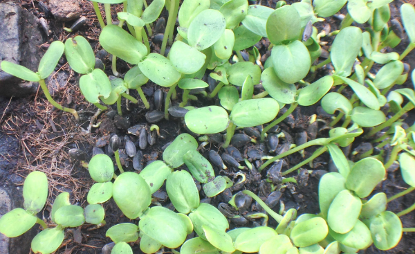 How to Keep Bird Seed from Sprouting