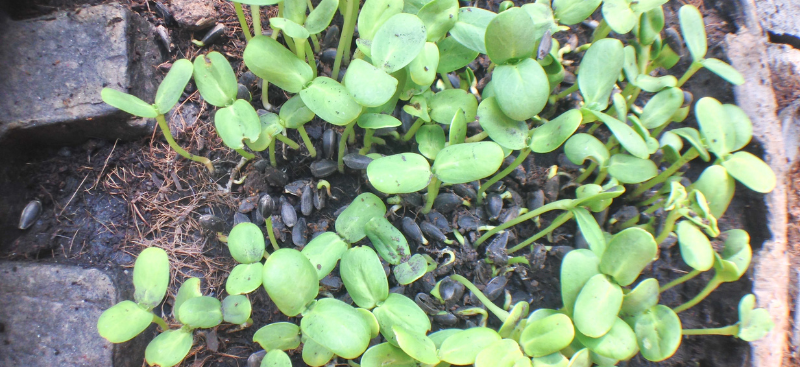 How to Keep Bird Seed from Sprouting