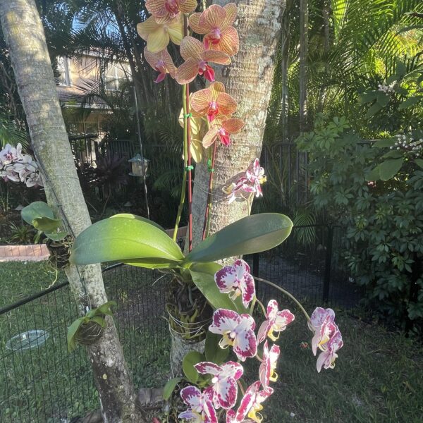 How to Mount Orchids on Palm Trees