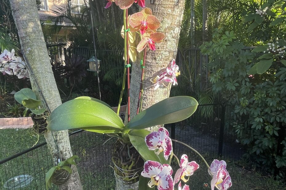 How to Mount Orchids on Palm Trees