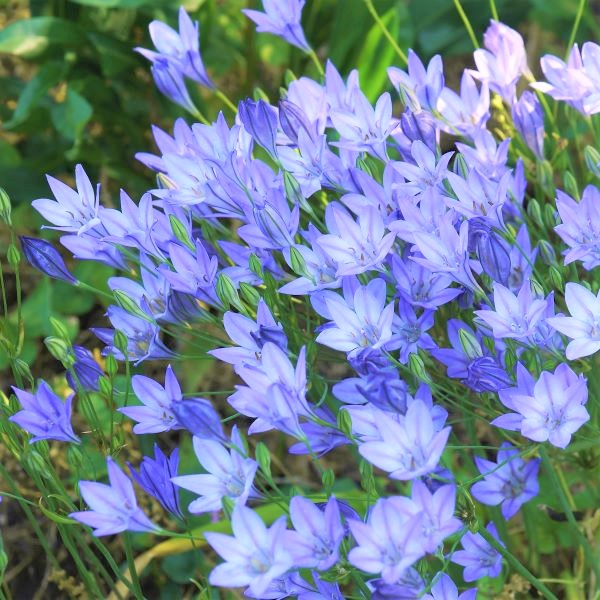 Triteleia Queen Fabiola When to Plant