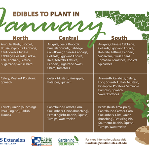 What to Plant in Florida in January
