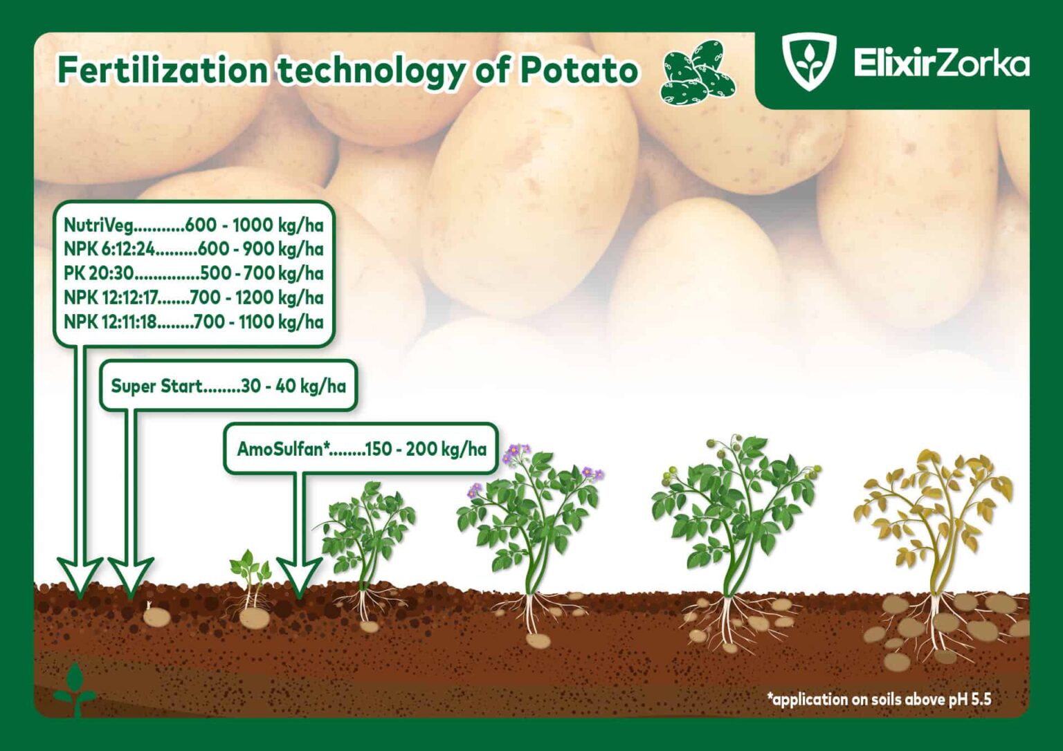 When to plant potatoes in zone 6a