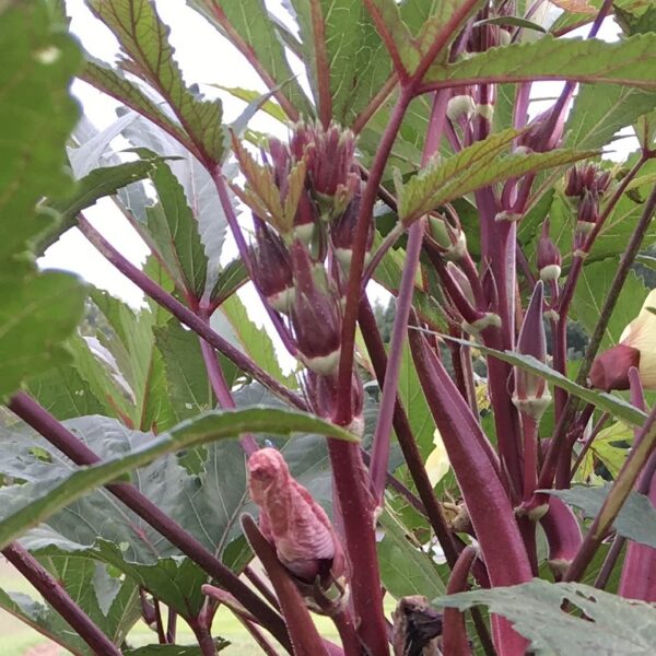 When to Plant Okra in Tennessee