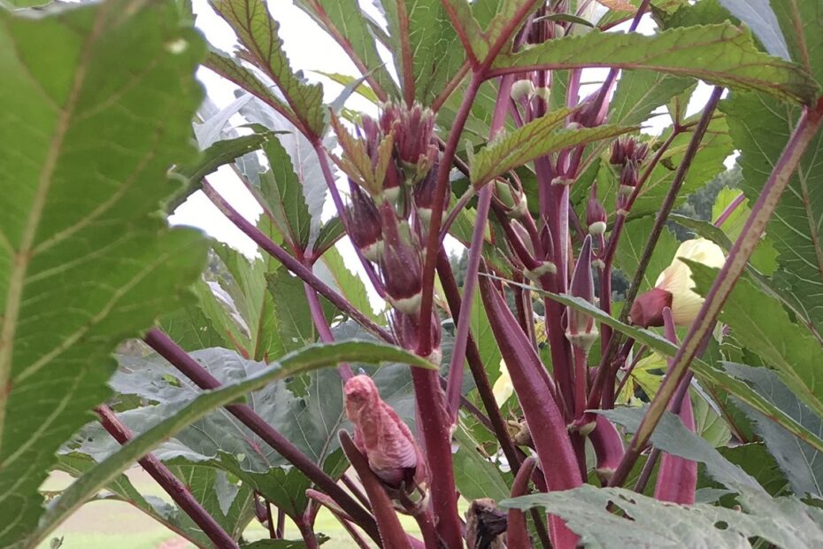 When to Plant Okra in Tennessee