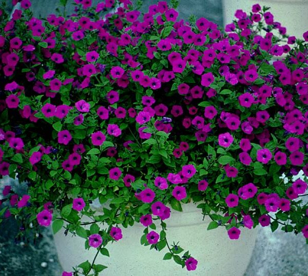 When to Plant Petunias in Texas